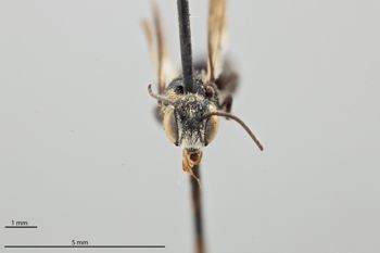 Media type: image;   Entomology 16975 Aspect: head frontal view